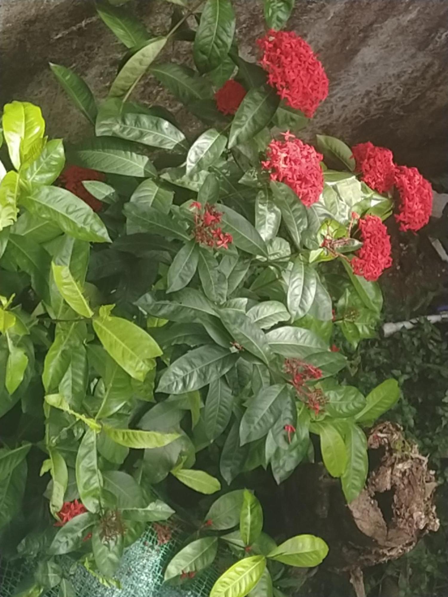 Paradise Inn Guest House Alappuzha Екстериор снимка