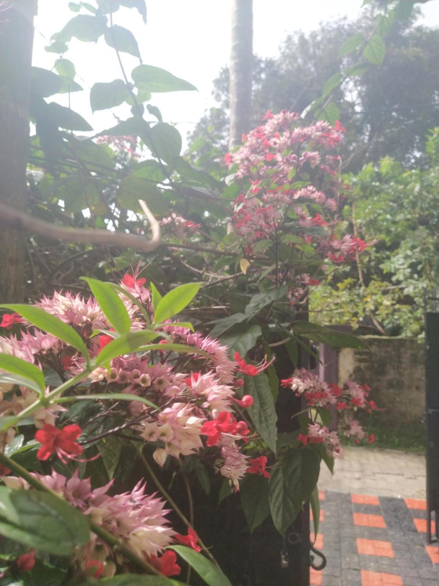 Paradise Inn Guest House Alappuzha Екстериор снимка